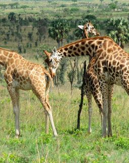 Thumb whatsapp image 2024 09 20 a 17.11.27 d2b56297 1